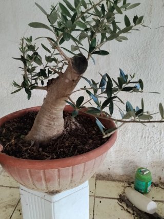 Bonsai acebuche