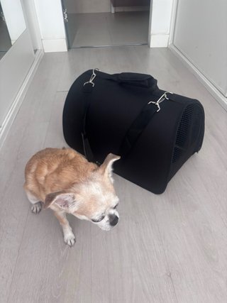Transportín para perro pequeño o gato