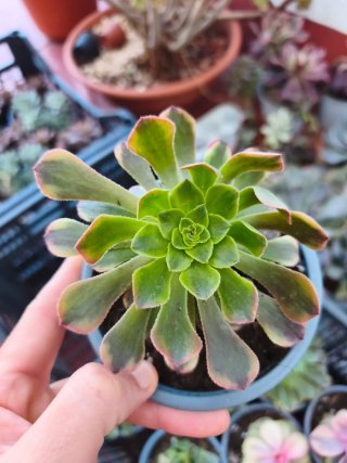 Aeonium 10.5cm