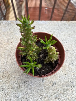 Austrocylindropuntia subulata en maceta