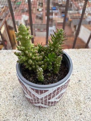 Austrocylindropuntia subulata con macetero