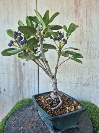 Bonsái Raphiolepis Umbellata oferta hastac 5oct