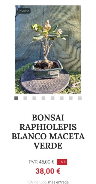 Bonsái Raphiolepis Umbellata oferta hastac 5oct