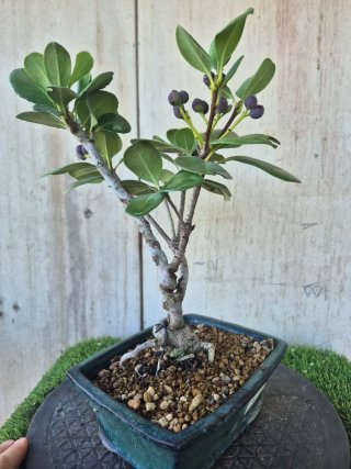 Bonsái Raphiolepis Umbellata oferta hastac 5oct
