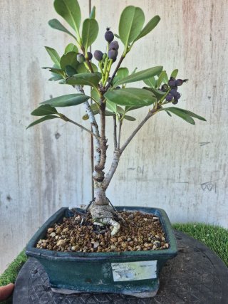 Bonsái Raphiolepis Umbellata oferta hastac 5oct
