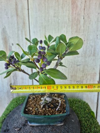 Bonsái Raphiolepis Umbellata oferta hastac 5oct