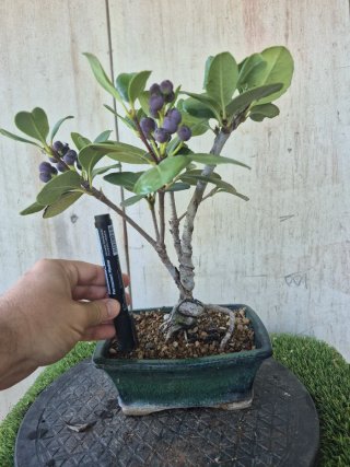 Bonsái Raphiolepis Umbellata oferta hastac 5oct