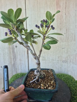 Bonsái Raphiolepis Umbellata oferta hastac 5oct