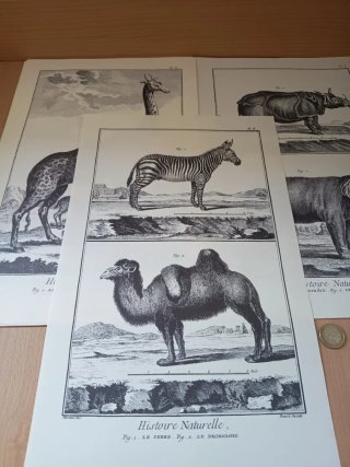 16 Grabados Historia Natural Reproducciones