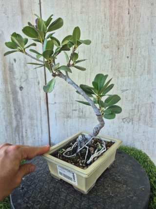 Bonsái Rhaphiolepis umbellata B3 oferta hasta 5oct