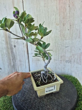 Bonsái Rhaphiolepis umbellata B3 oferta hasta 5oct