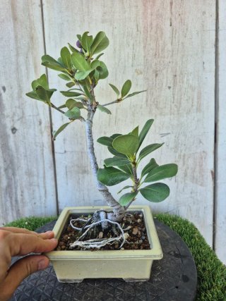 Bonsái Rhaphiolepis umbellata B3 oferta hasta 5oct
