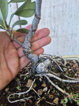 Bonsái Rhaphiolepis umbellata B3 oferta hasta 5oct