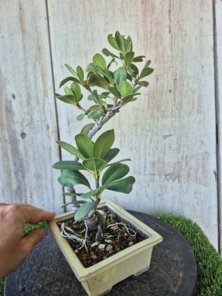 Bonsái Rhaphiolepis umbellata B3 oferta hasta 5oct