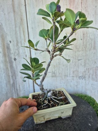 Bonsái Rhaphiolepis umbellata B3 oferta hasta 5oct
