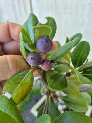 Bonsái Rhaphiolepis umbellata B3 oferta hasta 5oct