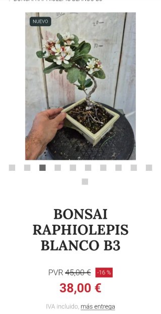 Bonsái Rhaphiolepis umbellata B3 oferta hasta 5oct