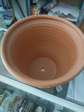 Maceta de terracota con palmeras