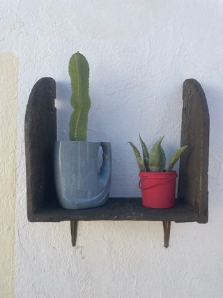Penca y aloe , el estante no entra.