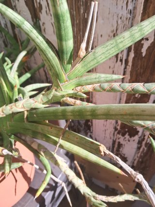 Sansevieria planta