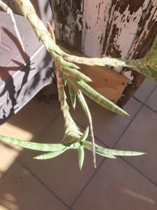 Sansevieria planta
