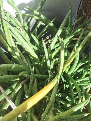 Sansevieria planta