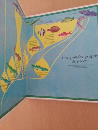 Los Peces variedades y evolución