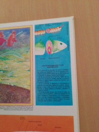 Los Peces variedades y evolución