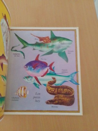 Los Peces variedades y evolución