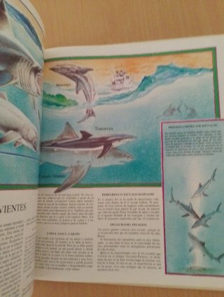 Los Peces variedades y evolución