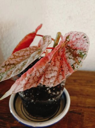 Begonia Snow Capped Pink Variegata