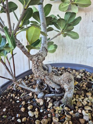 Raphiolepis umbellata 8501 oferta hasta 5 oct