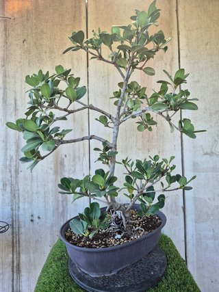 Raphiolepis umbellata 8501 oferta hasta 5 oct