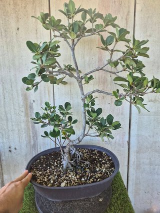 Raphiolepis umbellata 8501 oferta hasta 5 oct