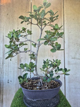 Raphiolepis umbellata 8501 oferta hasta 5 oct