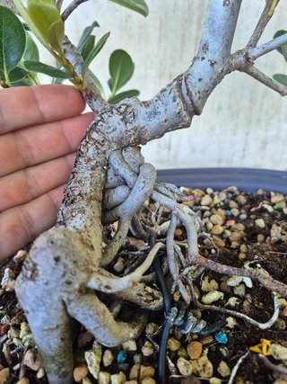 Raphiolepis umbellata 8501 oferta hasta 5 oct