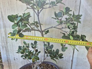 Raphiolepis umbellata 8501 oferta hasta 5 oct