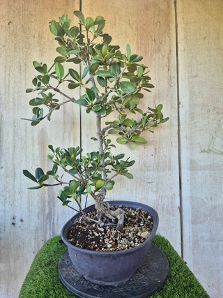 Raphiolepis umbellata 8501 oferta hasta 5 oct