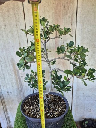 Raphiolepis umbellata 8501 oferta hasta 5 oct