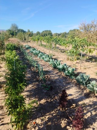 Terreno rústico 1000m con Con árboles frutales