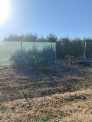 Terreno rústico 1000m con Con árboles frutales