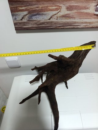 Raíz Grande para Acuario