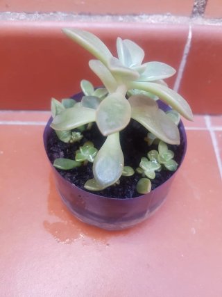 Planta Suculenta en Maceta