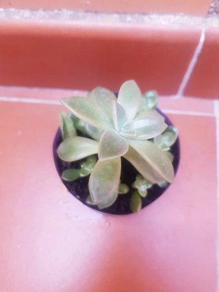 Planta Suculenta en Maceta
