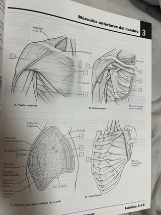 Libro de anatomía