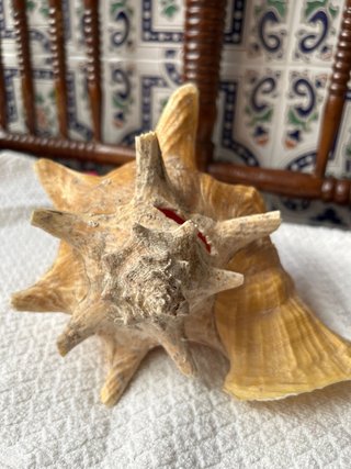 Gran Caracola Reina del Caribe Strombus Gigas 25cm