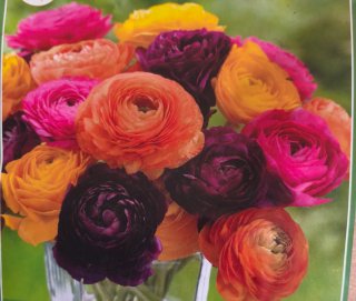 Bulbos de Ranunculus
