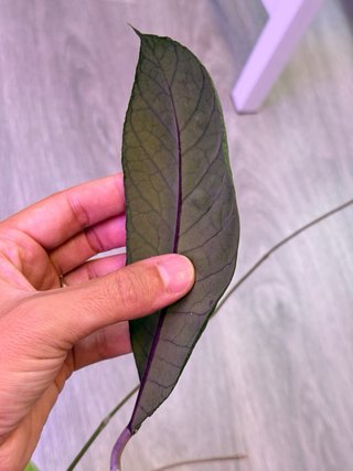 Hoya sp. Sabah RP013
