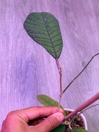 Hoya sp. Sabah RP013