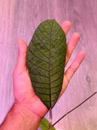 Hoya sp. Sabah RP013